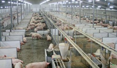 In legal first, court rules Spain pig farm megapollution breached residents’ human rights