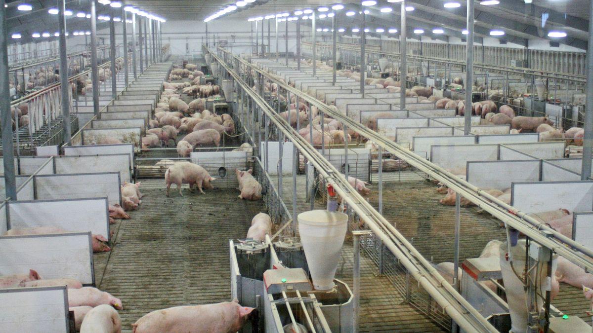 In legal first, court rules Spain pig farm megapollution breached residents’ human rights