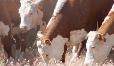 Australia relaxes restrictions on beef processed in U.S.
