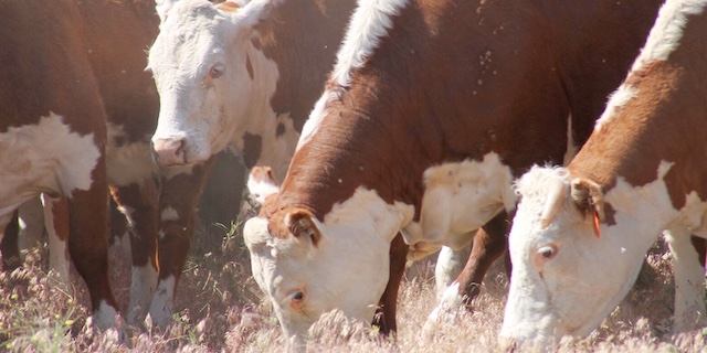 Australia relaxes restrictions on beef processed in U.S.