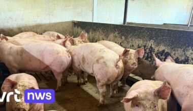 Kwart minder varkens tegen 2030: "Boer dreigt uitstervend beroep te worden" | VRT NWS: nieuws