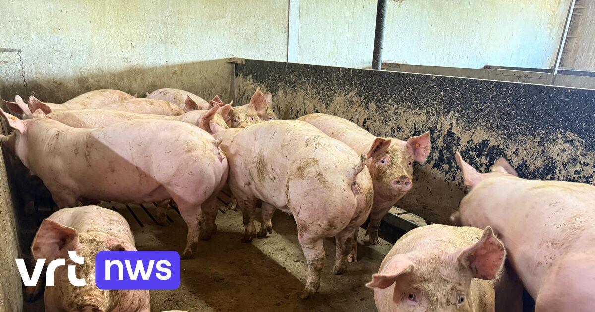Kwart minder varkens tegen 2030: "Boer dreigt uitstervend beroep te worden" | VRT NWS: nieuws