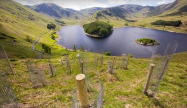 UK Tree Planting Rates Hit 20-Year High, Says Nature Minister
