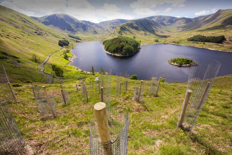 UK Tree Planting Rates Hit 20-Year High, Says Nature Minister