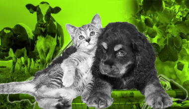 China laps up NZ protein for booming pet economy, but at a price