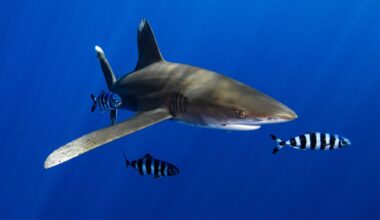 U.S. Senate committee to vote Wednesday on bill to try to stop sharks from eating fish