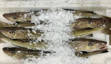 European Fish Markets Experience Mixed Start to 2025 - The Fishing Daily