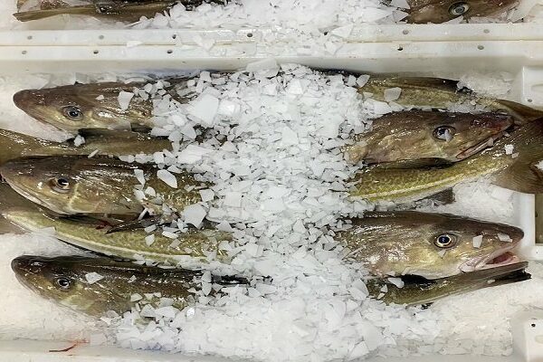 European Fish Markets Experience Mixed Start to 2025 - The Fishing Daily