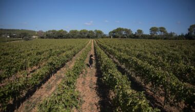 A worker tended to a vineyard in the southern French region of Provence.