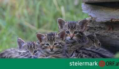 Vier Wildkatzen in Mautern geboren