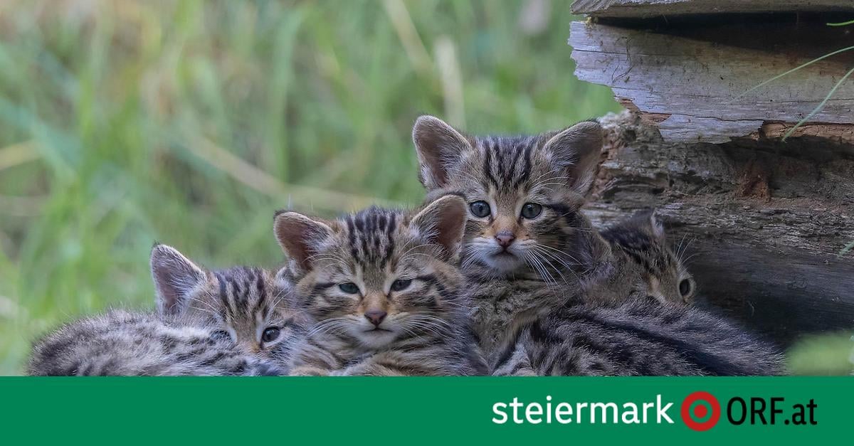 Vier Wildkatzen in Mautern geboren