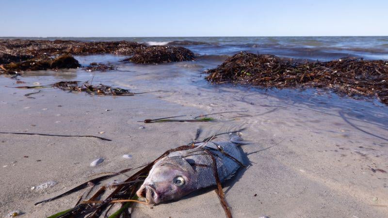 Toxic algae are turning South Australia’s coral reefs into underwater graveyards – and there’s no end in sight