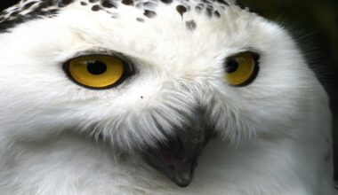 An Anthropological Fable of Owls, Crows, and Modern Geopolitics