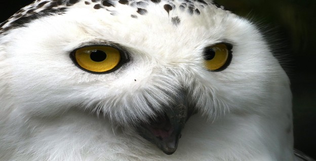An Anthropological Fable of Owls, Crows, and Modern Geopolitics