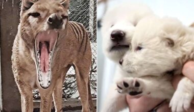'De-Extinction' Documentary Explores How Scientists Brought Back Dire Wolves