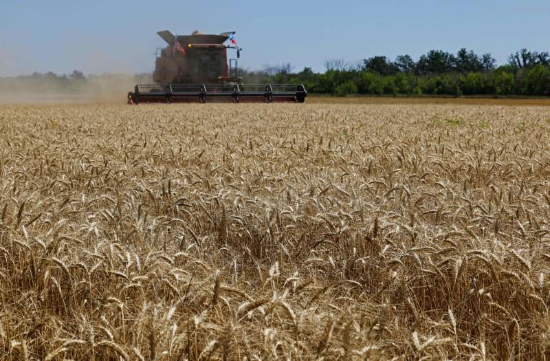 Apparent Affiliate of Danish Company Helps Russians Export Grain From Occupied Ukraine