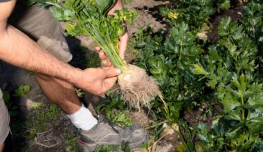 Hvorfor skyde os selv i foden, mens vi opruster? - Ruslands krig mod Ukraine understreger behovet for at sætte turbo på den grønne udvikling. Grøn omstilling af landbruget sikrer flere, ikke færre, fødevarer – og så er det præcis dét, der skal til for at undgå et kollaps af vores økosystem.