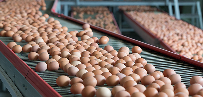 Iceland reinstates cage-free egg commitment with new 2027 timetable