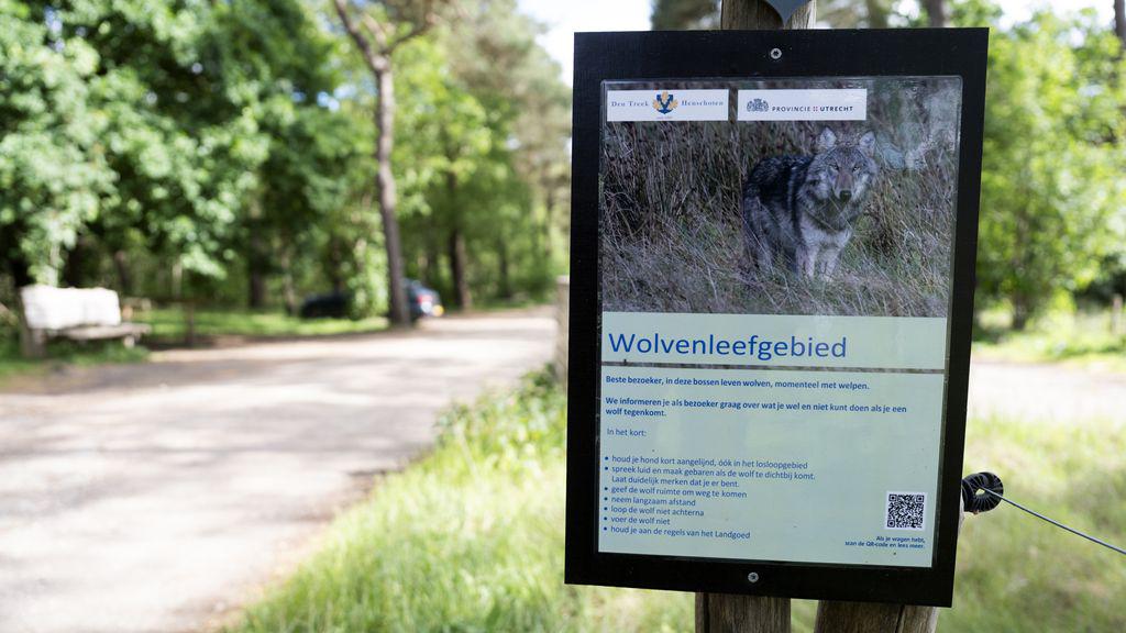 Opnieuw bijtincident wolf gemeld in bossen van Utrecht, 'kind meegesleurd'