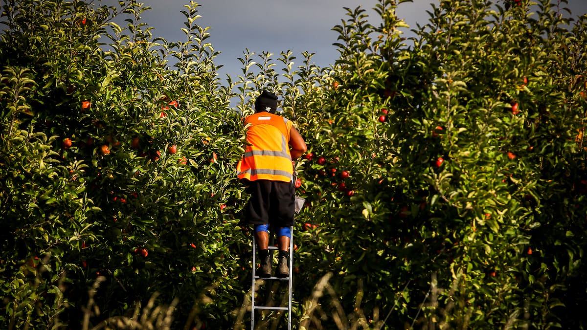 Worker exploitation in NZ primary industries damages sector’s brand – labour inspectorate