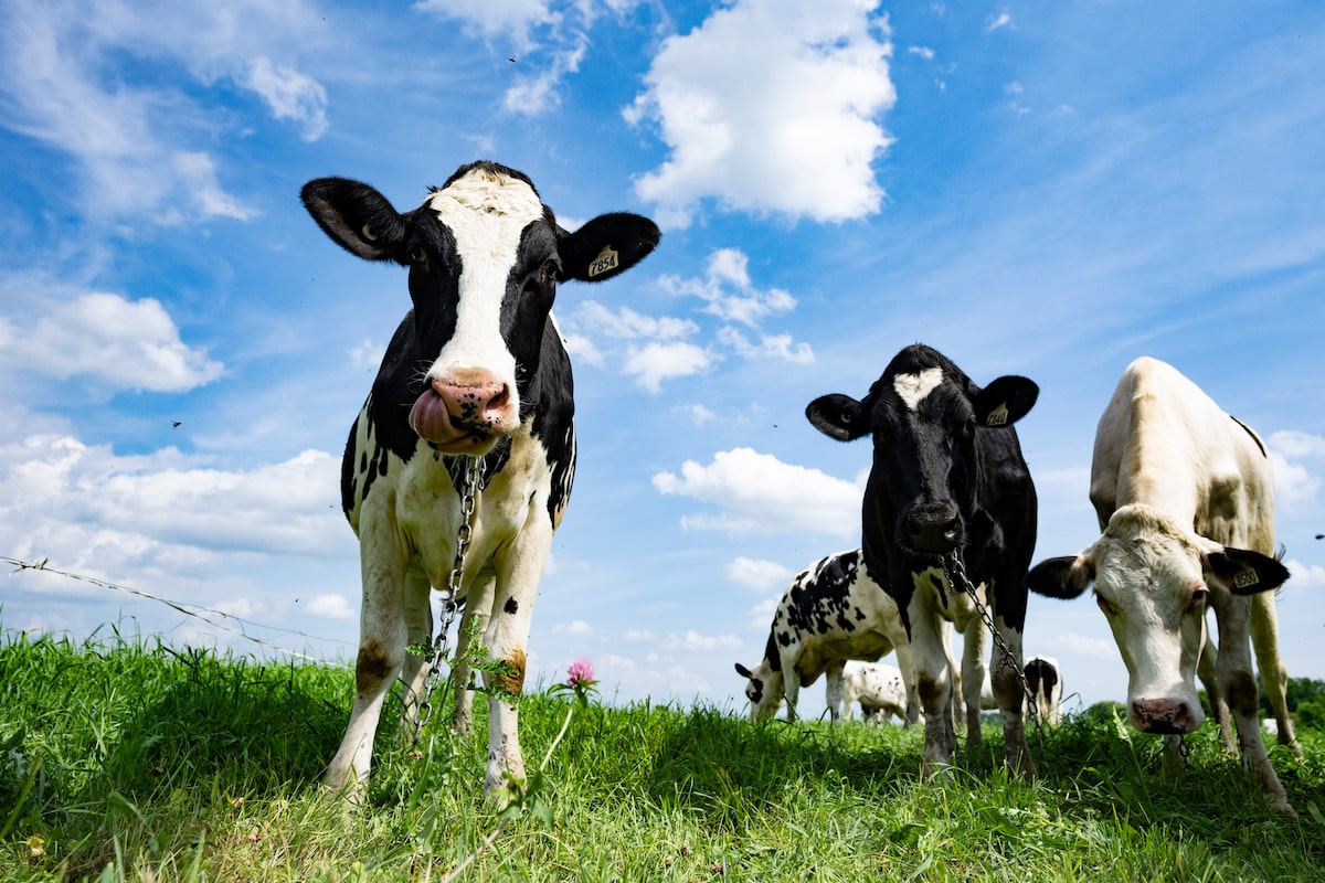 We must protect supply management from the trade war