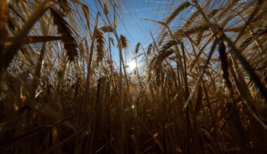 What climate change means for agriculture: Less food, more emissions