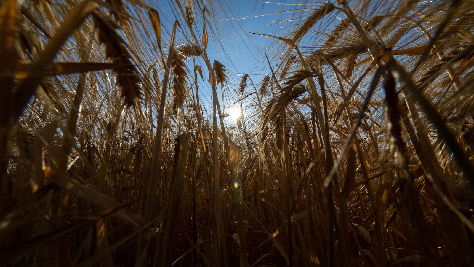 What climate change means for agriculture: Less food, more emissions