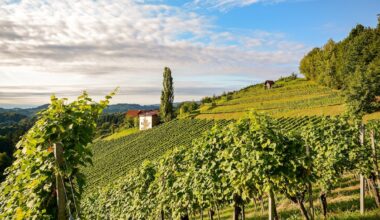 Everything you need to know about Austrian wine