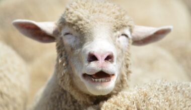 The markets are behaving as if Europe has pulled the wool over Trump's eyes