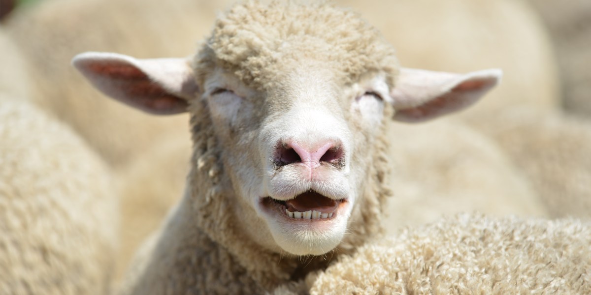 The markets are behaving as if Europe has pulled the wool over Trump's eyes