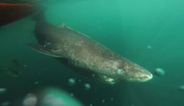 Mysterious deep-sea sharks are gathering between Denmark, Sweden and Norway – and we know why