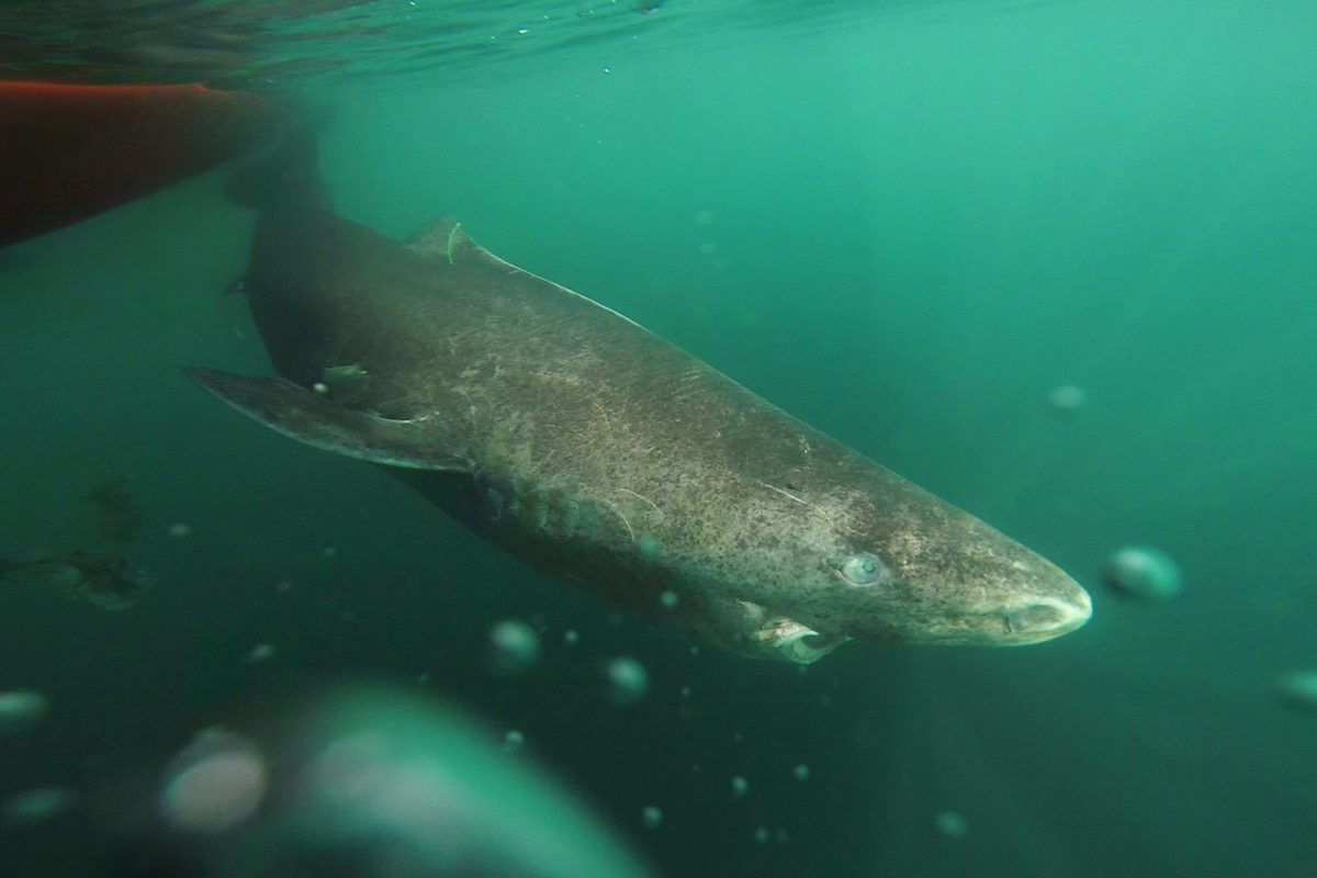 Mysterious deep-sea sharks are gathering between Denmark, Sweden and Norway – and we know why