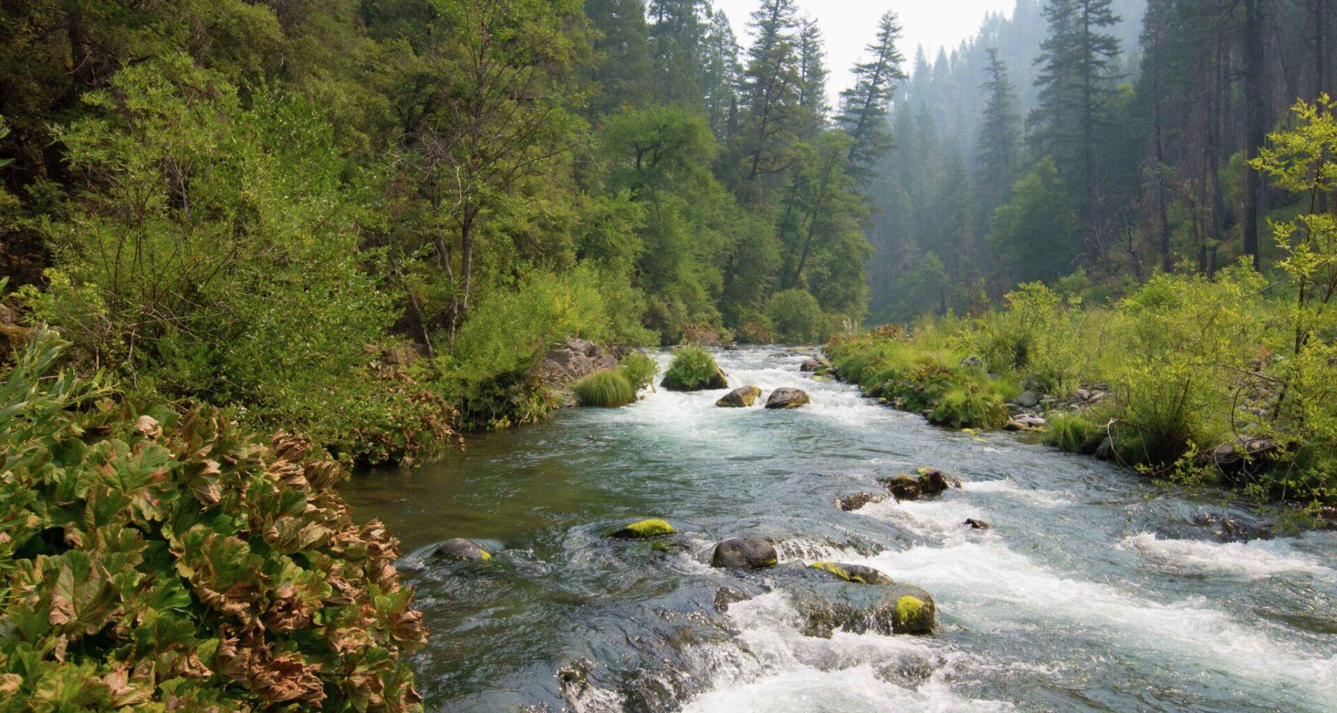 First salmon in nearly 100 years found in Northern California river