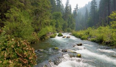 First salmon in nearly 100 years found in Northern California river
