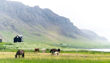 Icelandic Farmer to Compete in World's Toughest Horse Race