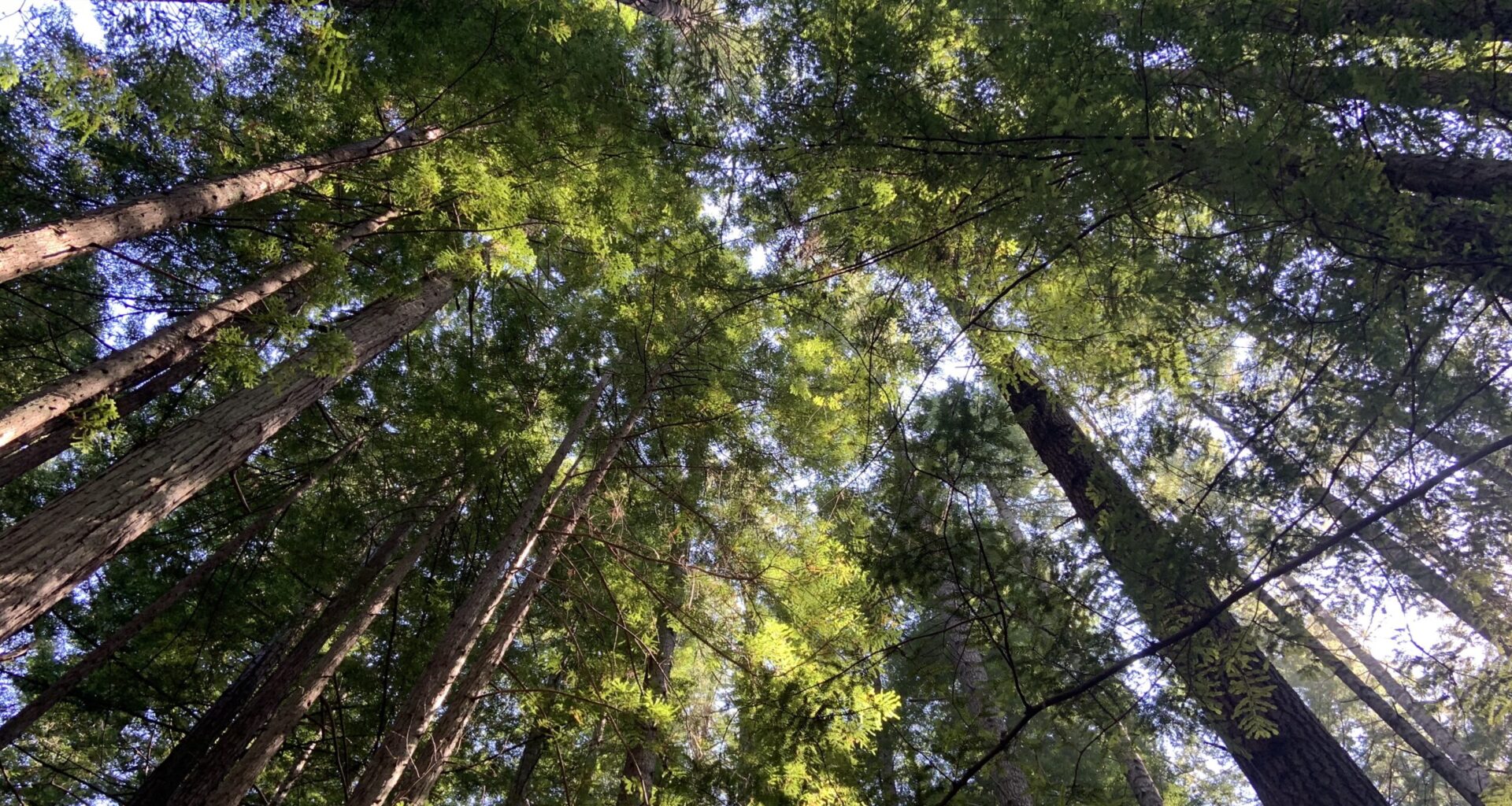Gov. Newsom calls for more federal fire prevention funding • The Mendocino Voice
