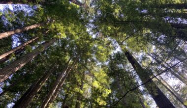 Gov. Newsom calls for more federal fire prevention funding • The Mendocino Voice