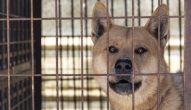 Behind the scenes at a South Korean dog meat farm rescue