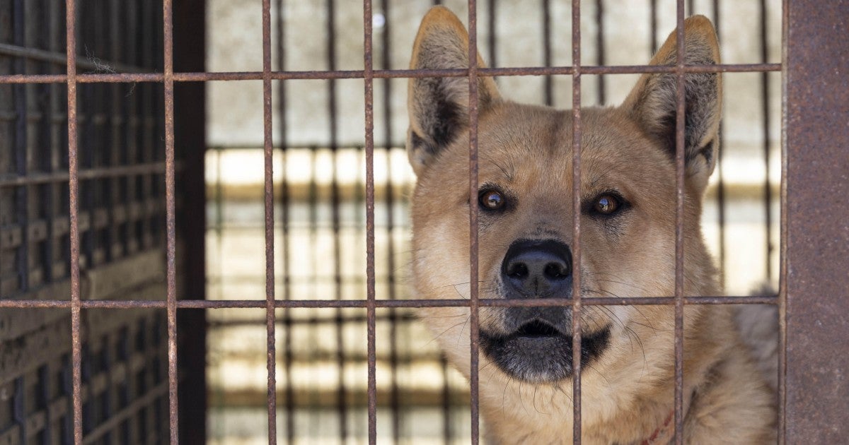 Behind the scenes at a South Korean dog meat farm rescue