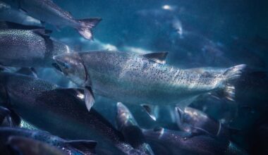 King salmon