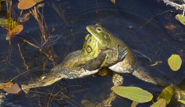 The cost of conflict in the animal kingdom