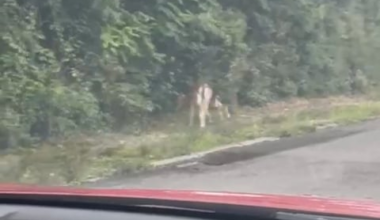 Srne na cesti kod Pantovčaka danas