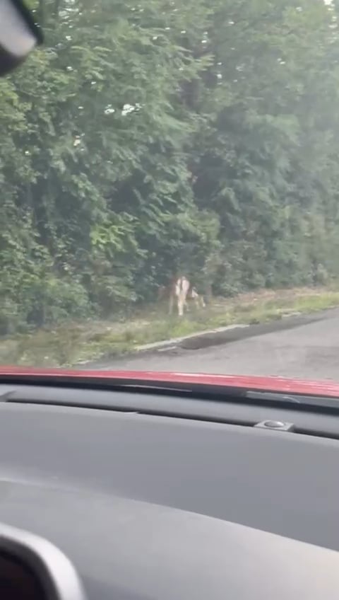 Srne na cesti kod Pantovčaka danas