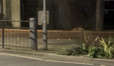 London foxes are so polite