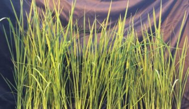 developing the perfect crop for space-bases