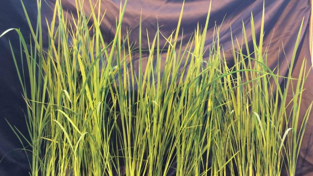 developing the perfect crop for space-bases