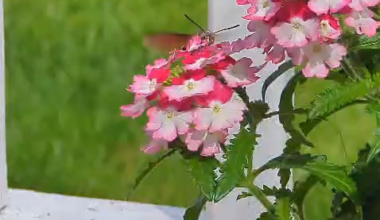 Hummingbird hawk-moth Lurgan