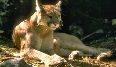 Dad hailed as hero after mountain lion bites 4-year-old in Olympic National Park in Washington state