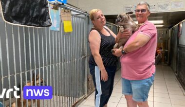 Zomervakantie veroorzaakt grote drukte in dierenasiel in Bornem: "Mensen gaan op reis en opeens moet hun huisdier weg" | VRT NWS: nieuws
