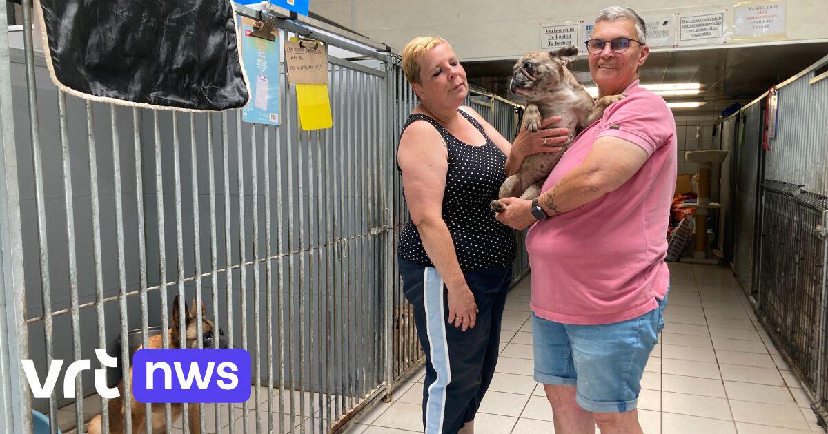 Zomervakantie veroorzaakt grote drukte in dierenasiel in Bornem: "Mensen gaan op reis en opeens moet hun huisdier weg" | VRT NWS: nieuws